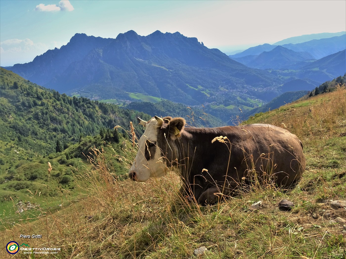 76 Mucca in riposo con vista in Alben.JPG